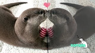 カワウソ コタロー　新しいお友達！？　Kotaro the Otter Got a New Friend?