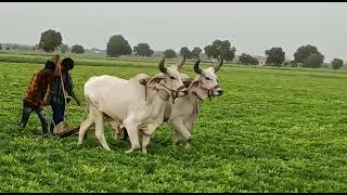 ox lover | vadhiyara balad | ox gujrat | ox | બળદ વિડિઓ | ox video