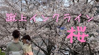 京都 岡崎疏水と蹴上インクライン 桜満開🌸 Cherry blossoms in Kyoto