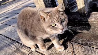 おやつに夢中の猫さん、撮影中だと分かりビックリする【A cat eating a snack is surprised to find out it's being filmed】