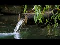 gentle fountain sounds for focus relaxation or restful sleep 4k focus ambiance 3