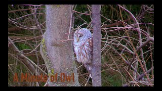 An Unusual Visitor - A Barred Owl drops in...