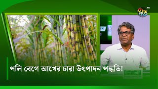 #DeeptoKrishiJiggasha_C | পলি বেগে আখের চারা উৎপাদন পদ্ধতি | Deepto Krishi