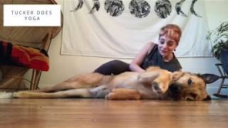 Strengthening Back Yoga -- Tucker Does Yoga