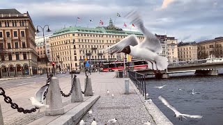 Stockholm Walks: city center shoreline and grand buildings. Guided tour (amateur style)