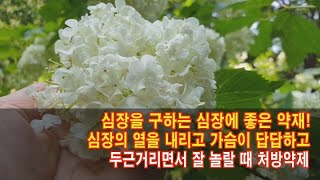 심장을 구하는 심장에 좋은 약재 심장의 열을 내리고 가슴이 답답하고 두근거리면서 잘 놀랄 때 처방약제