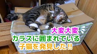 293【猫のほのぼのする話】学校の帰りにカラスが集まっていたので何気に見ていたら‼️