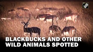 Gujarat: Blackbucks and other wild animals spotted in national park in Bhavnagar