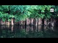 unveiling sri lanka s hidden treasure madampa lake s magnificent mangrove apple trees