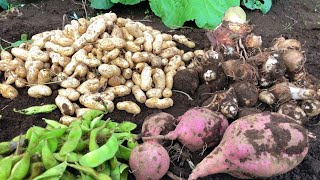 秋の収穫　家庭菜園　落花生　さつまいも　枝豆　里芋篇