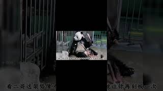 盘点饲养员镜头下的大熊猫，原来最亲近的人才是最大“黑粉”#国宝 #panda #福宝 #animals #大熊猫 #科普 #cute #国宝大熊猫#shorts