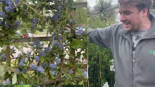 Ceonothus - California Lilac, how to care an look after, Dyslexic Gardener @ fields Garden centre