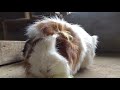 モルモットになった気持ちでモルモットを眺める動画　the video to watch as if you were a guinea pig