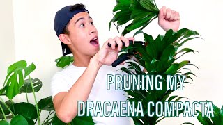 4 STEP HOW TO: Prune and Propagate a Dracaena Compacta  Plant (Janet Craig Plant