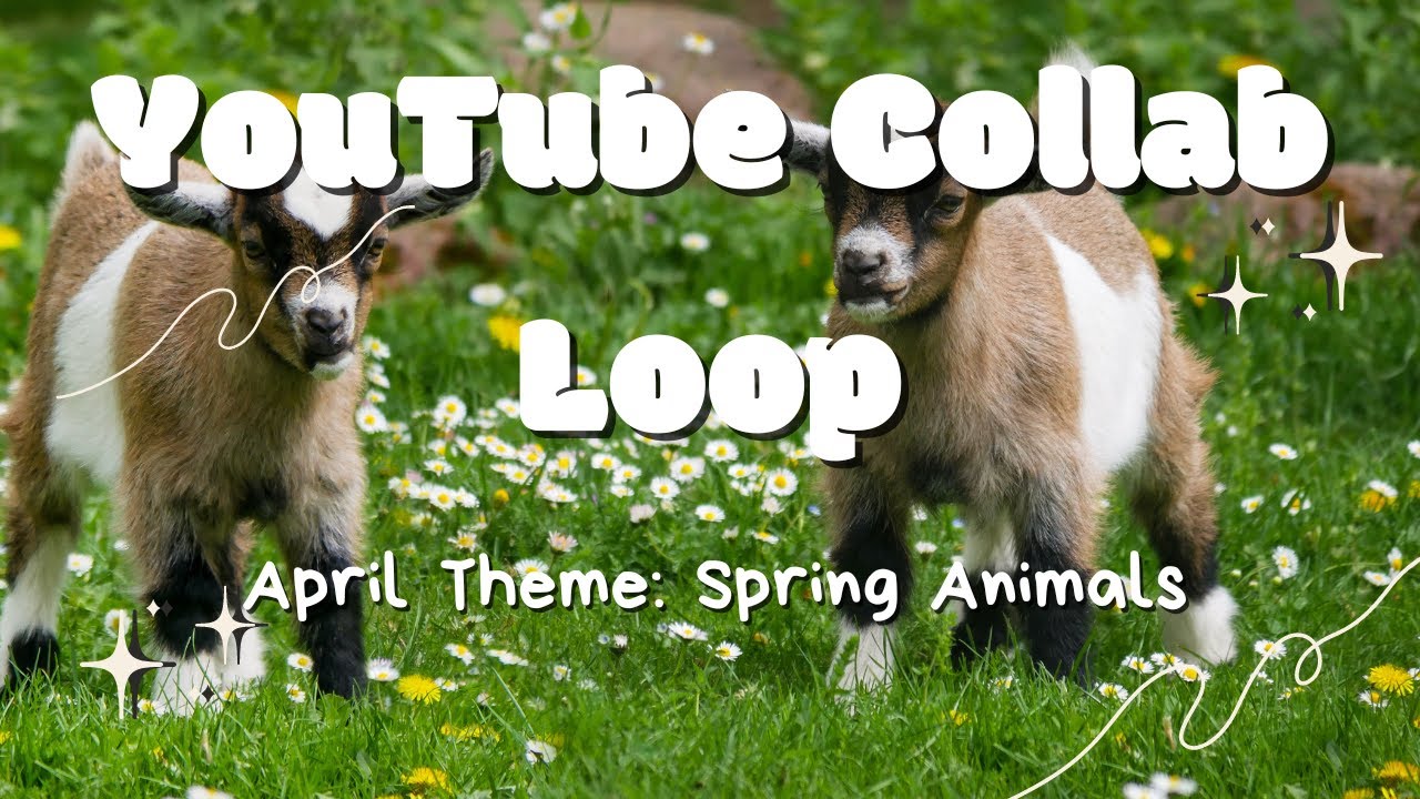 Youtube Collab Loop April 2024 Theme Spring Animals Hosted By