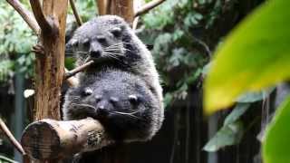 ビントロングの交尾 前から見たところ(のいち動物公園)