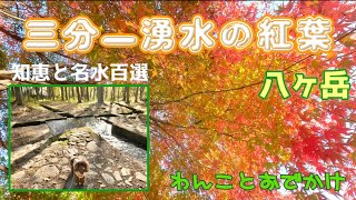 【八ヶ岳の紅葉】先人の知恵は素晴らしい★三分一湧水の美しい水と紅葉◆のんびり散策にも最適【愛犬とおでかけ】