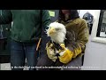 Vlad's Rescue! (Bald Eagle)