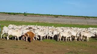 velgodu reservoir water coming and cows running #velgode #viral