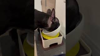 【今朝の凛さん】朝ごはんと凛さんチェック✅ #フレンチブルドッグ #frenchie #frenchbulldog #frenchbulldoglife