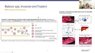 How Vector Borne Pathogens Evade the Immune System