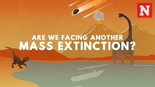 Are We Facing Another Mass Extinction Event?