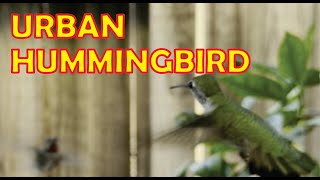 Soothing Sound of Urban Hummingbird #ShortVideo #Subscribe #Like