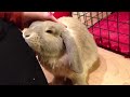 bunny rabbit enjoys nose rub