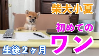 柴犬小夏　初めて吠えた「ワン」がとても控えめw　7日目　子犬生後２ヶ月