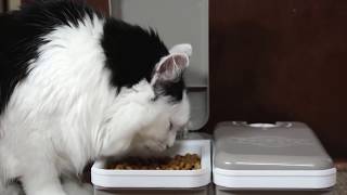 Automatic Pet Feeder for Cats and Dogs - PetSafe®