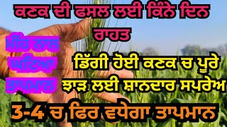 ਕਣਕ ਡਿੱਗ ਪੈਂਦੀ ਹੈ ਤਾਂ ਚੰਗੇ ਝਾੜ ਲਈ ਜਰੂਰੀ ਨੁਕਤੇ | Wheat lodging causes reduction in yield