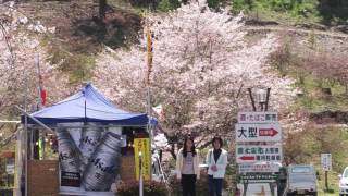 桜満開 弥五郎伝説の里