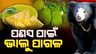 ଗଛରେ ଛଡି ପଣସ ଖାଉଛି ଭାଲୁ  || Sakala Khabar ||