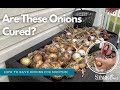 How to Keep Onions for Months