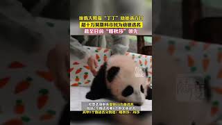 旅俄大熊猫“丁丁”幼崽满百日，超十万莫斯科市民为幼崽选名，截至目前“喀秋莎”领先。