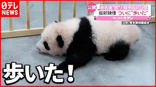 【パンダ】シャオシャオ＆レイレイ  ついに歩いた！双子赤ちゃんパンダ  上野動物園