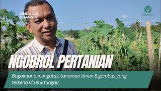 Bagaimana cara mengatasi tanaman timun & gambas yang terkena virus/tungau