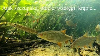 Atak szczupaka; płocie; wzdręgi; krąpie... Pike attack; roach; rudd; white bream...