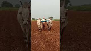 haridagiri Suresh killeri Bulls