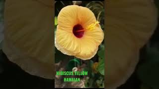 HIBISCUS YELLOW HAWAIAN I GUMAMELA YELLOW FLOWER #hibiscus #gumamela #yellow  #flowers #flower