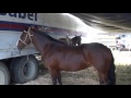 caballos chilenos de criaderos santa isabel y santa barbara.