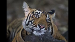 Who Says Tigers Can't Think! Rare Tiger Kill - 2