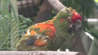 アカミミコンゴウインコ　(千葉市動物公園/千葉県)