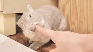 飼い主にアゴすりすりをしてあげる代わりに頭をナデナデすることを要求するウサギさんの手口