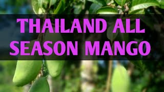 THAILAND ALL SEASON MANGO, എല്ലാ സീസണിലും കായ്ക്കുന്ന തായ്‌ലൻഡ് മാവ്