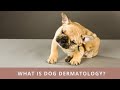 Everything You Need To Know About Dog Dermatology