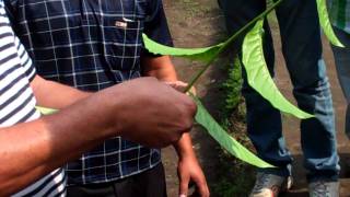 Proper Tea Cutting Technique