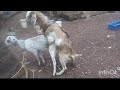 Goat Mating #mating #matingseason #matingseason