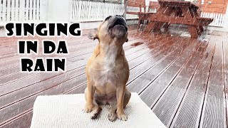 Little French Bulldog Starts To Sing In The Rain ** Wait For It