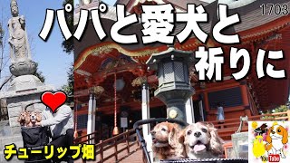 40代夫婦のVlog｜大好きなパパと愛犬がお出かけしたら？｜布施弁天 あけぼの山農業公園 チューリップ畑 #1703